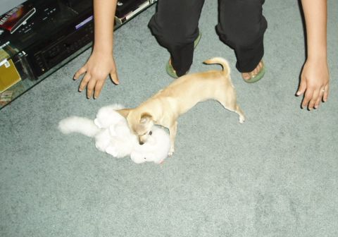 1993 Ford Taurus - A small dog is playing with a plush toy on the floor, surrounded by human legs and hands.