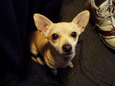 1993 Ford Taurus - A tan chihuahua dog looks up curiously from its seated position next to a shoe and dark fabric.