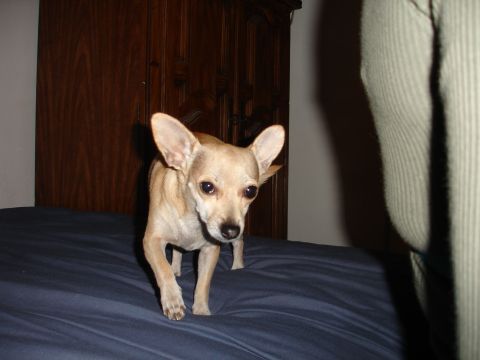 1993 Ford Taurus - A tan chihuahua stands on a blue bed, looking towards the camera with large ears and dark eyes.