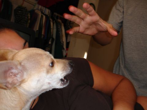 1993 Ford Taurus - A dog and two people are in the frame, with one person's arm reaching out.