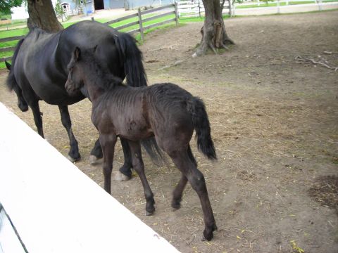 1984 Ford Bronco - A mother horse and her young foal are standing together in a fenced-in area.