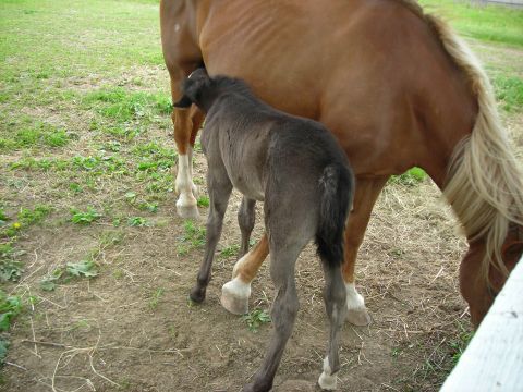 1984 Ford Bronco - A young foal nurses from its mother in a rural setting.