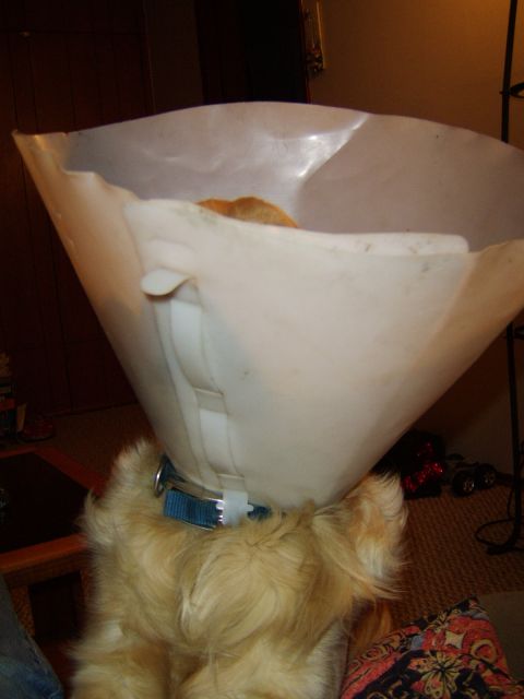 1989 Ford Bronco - A dog is seen wearing a large, clear plastic cone collar around its head.