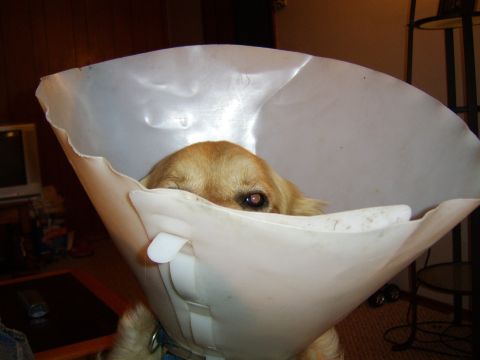 1989 Ford Bronco - Dog wearing a cone after a vet visit.