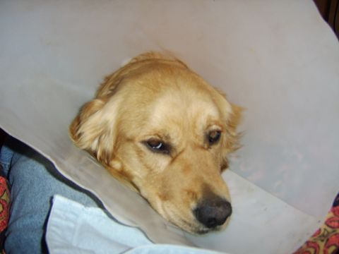 1989 Ford Bronco - A dog wearing a cone collar is resting, looking down.