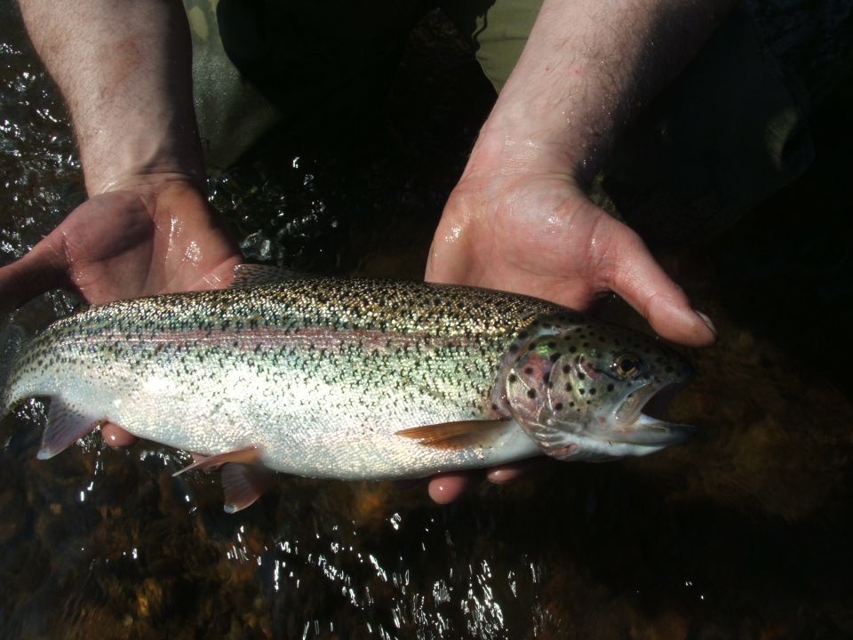 Rainbow trout held by two hands