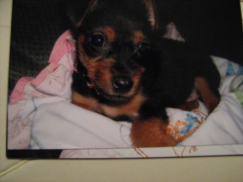 1988 Mercury Grand Marquis - Tobi as a puppy, the day we got him.