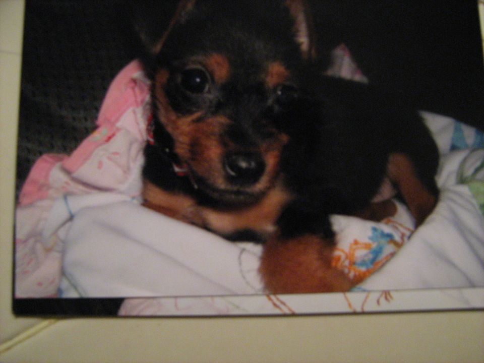 Tobi as a puppy, the day we got him.
