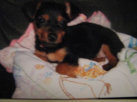 1988 Mercury Grand Marquis - Tobi as a puppy, the day we got him.