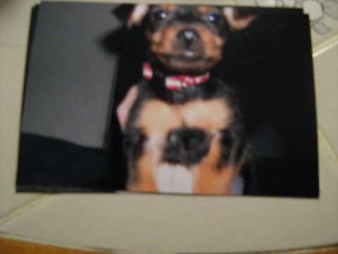1988 Mercury Grand Marquis - Tobi as a puppy, the day we got him.