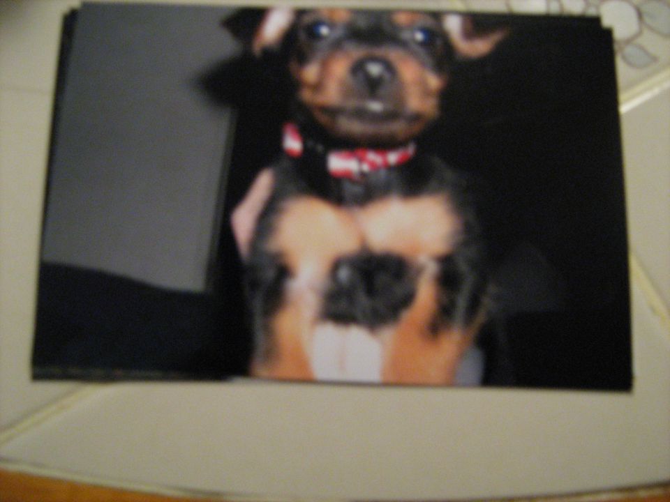 Tobi as a puppy, the day we got him.