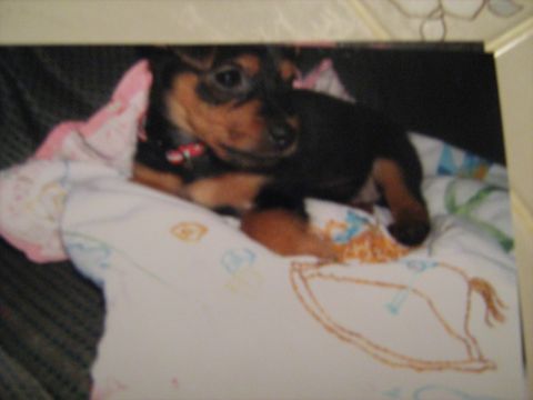 1988 Mercury Grand Marquis - Tobi as a puppy, the day we got him.