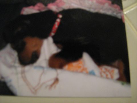 1988 Mercury Grand Marquis - Tobi as a puppy, the day we got him.