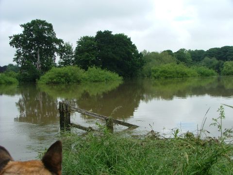 2001 Ford Fiesta - Flooded field with trees and a broken fence under an overcast sky.