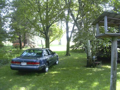 1996 Ford Crown Victoria - A blue sedan is parked on a lawn surrounded by trees, with a birdhouse visible on the right side of the frame.