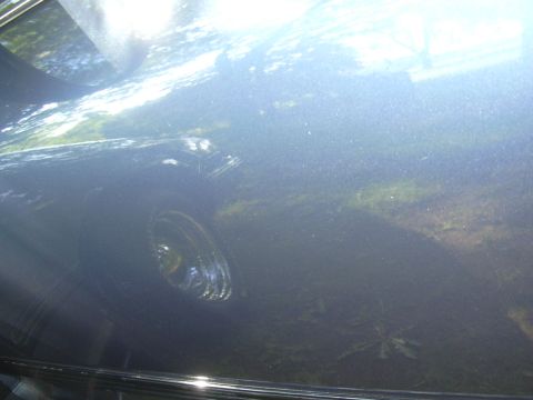 1996 Ford Crown Victoria - Reflections of trees and sky are visible on the side of this dark blue vehicle. Chrome trim runs along the bottom edge.