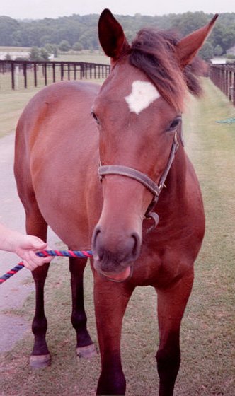 1991 Ford Crown Victoria - A brown horse stands in a grassy field, being held by a rope.