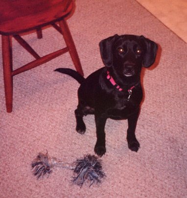1991 Ford Crown Victoria - A black dog with a pink collar sits on a carpeted floor next to a stool and a toy. The Supermotors logo is visible.
