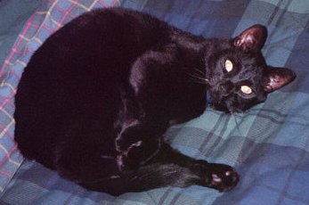1991 Ford Crown Victoria - A black cat rests on a plaid blanket, with a SuperMotors logo in the corner.