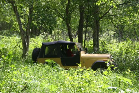 2003 Jeep TJ - A yellow Jeep TJ navigates a wooded area, its soft top up and doors on.