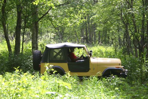 2003 Jeep TJ - A yellow Jeep CJ-7 navigates a dense forest trail with lush green foliage.