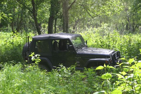 2003 Jeep TJ - A black Jeep Wrangler is partially obscured by foliage while parked in a wooded area.