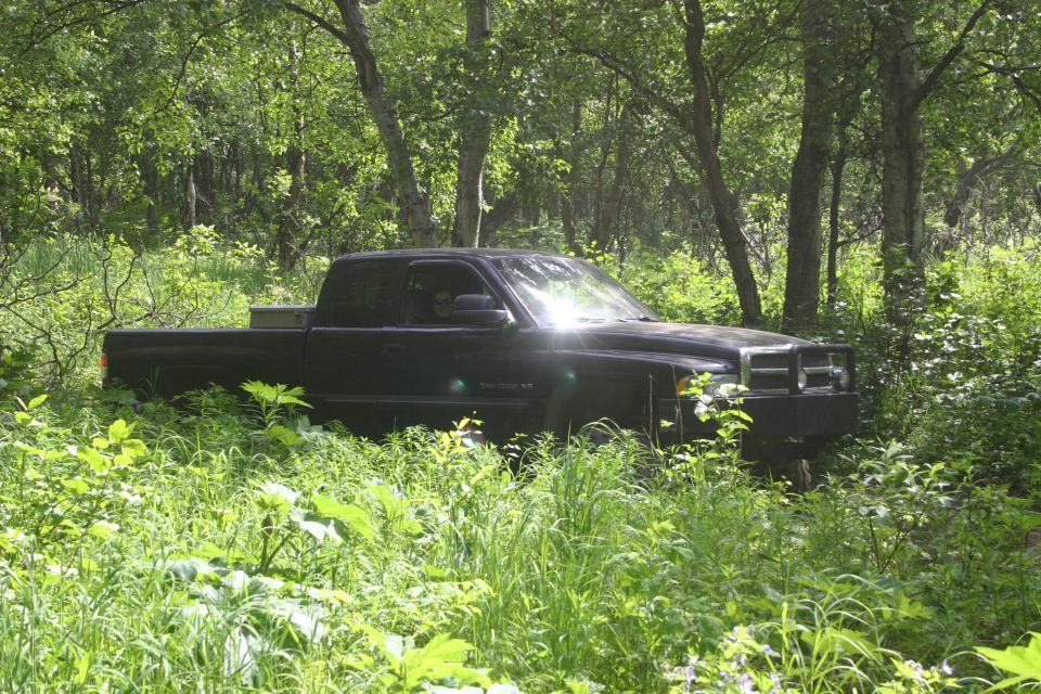 Black pickup truck parked in overgrown vegetation, front 3/4 view