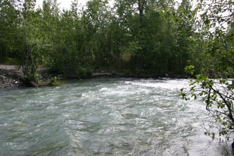 2003 Jeep TJ - A fast-flowing river winds through a dense forest, with trees lining the banks under a bright sky.
