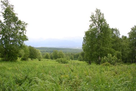 2003 Jeep TJ - Expansive view of a natural landscape with lush greenery and rolling hills.