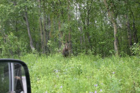 2003 Jeep TJ - A moose is partially visible in a wooded area with tall grass in the foreground.