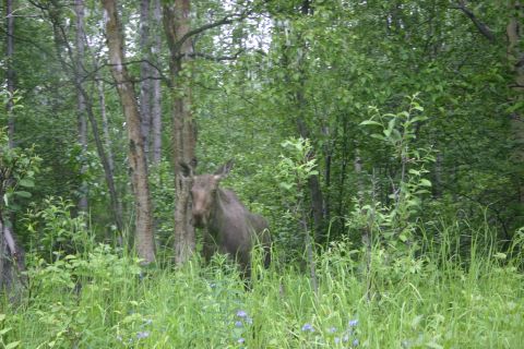 2003 Jeep TJ - A moose stands partially obscured by foliage in a wooded area.