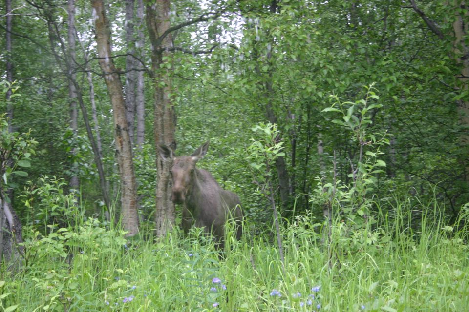Moose standing in tall grass and trees