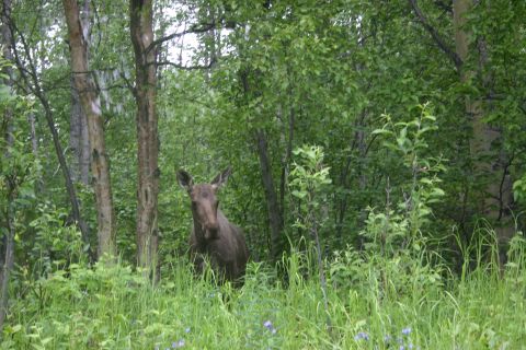 2003 Jeep TJ - A moose stands in a lush green forest, partially obscured by foliage.