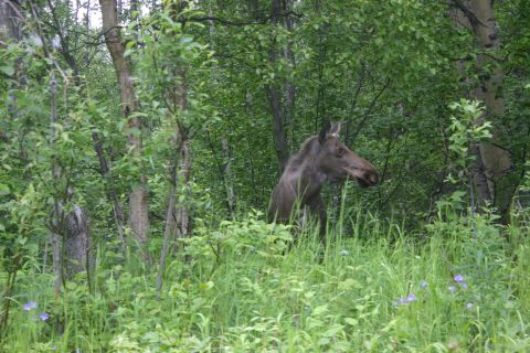 2003 Jeep TJ - A moose is partially hidden by foliage in a wooded area.