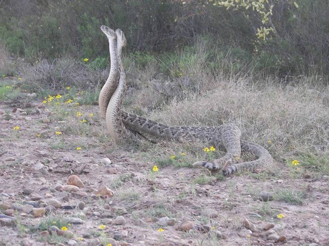 Two rattlesnakes coiled and standing upright in dry grass with yellow wildflowers