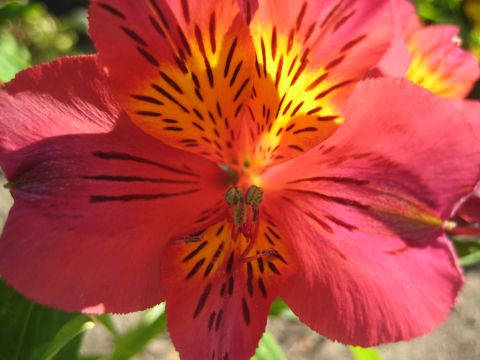 1996 Ford Bronco - Close-up of a vibrant red and yellow flower with intricate black markings.