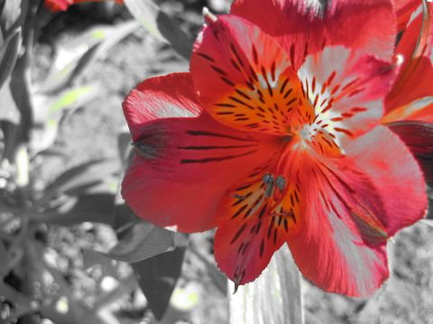 1996 Ford Bronco - Close-up of a vibrant red alstroemeria flower, with black markings on its petals and a blurred background.