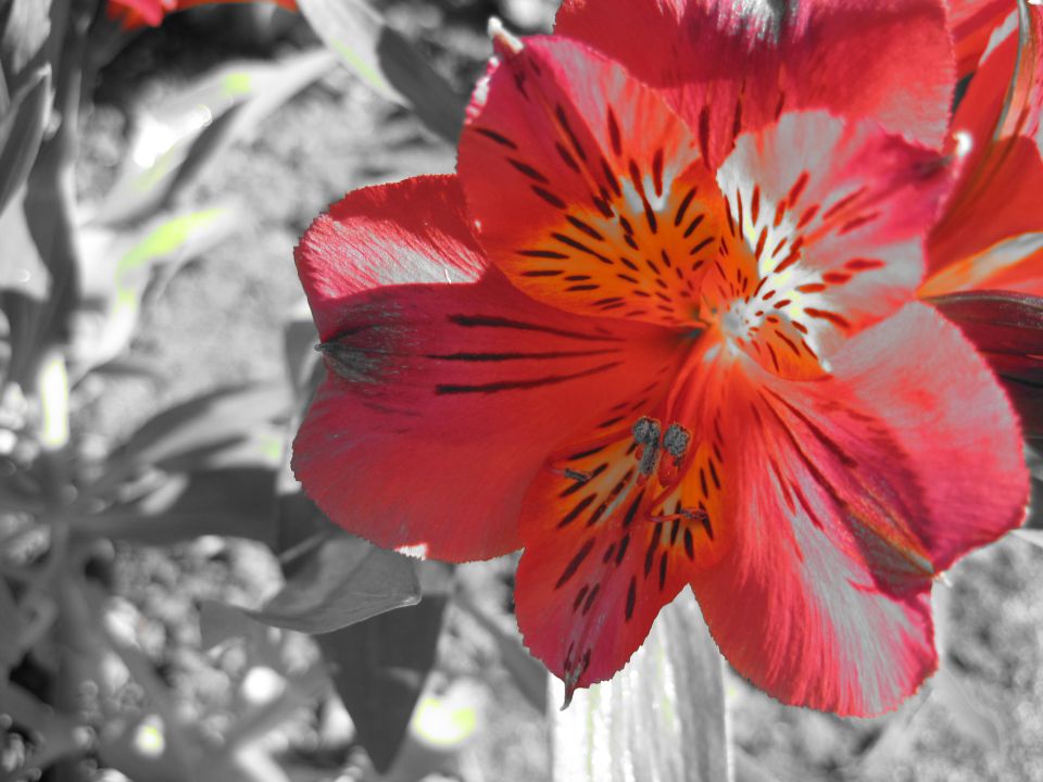 Red alstroemeria flower with black stripes on petals