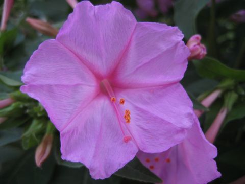 1996 Ford Bronco - A pink flower with delicate petals and visible stamens is shown in a close-up view.