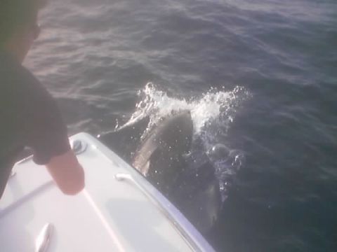 1989 Ford Bronco - A dolphin breaks the surface of the water near a boat.
