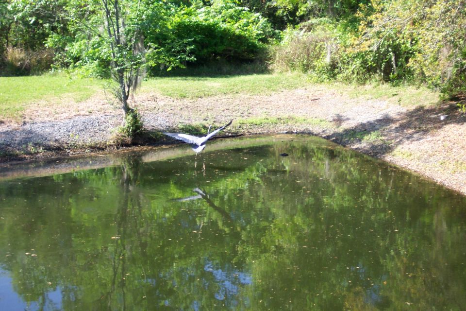 Bird flying over pond with reflection