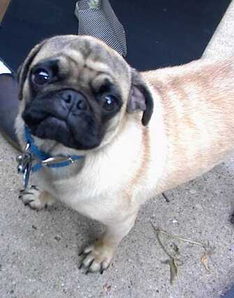 1997 Ford Taurus - A pug dog wearing a blue collar stands on a concrete surface.