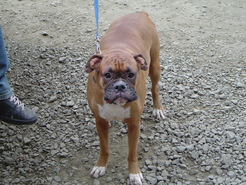 Fawn Boxer dog on a blue leash standing on gravel