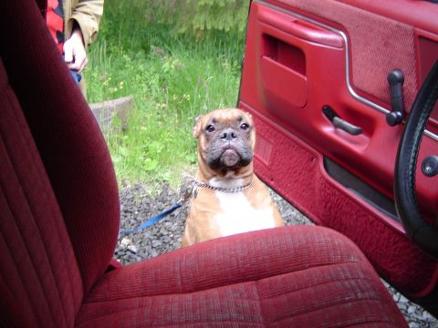 1989 Ford Bronco - Trying to get cassius into the truck, he dosent wanna jump