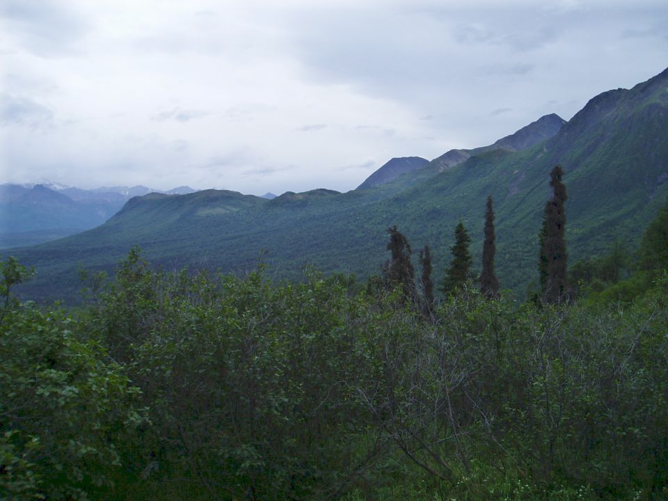 Mountain range covered in trees under a cloudy sky. Foreground has bushes and dead trees