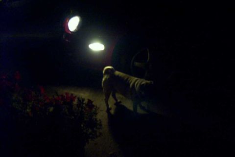 1997 Ford Taurus - Night shot of the front corner of a dark car with the headlight and corner marker lamp lit, the glow spilling onto the driveway and a bed o…
