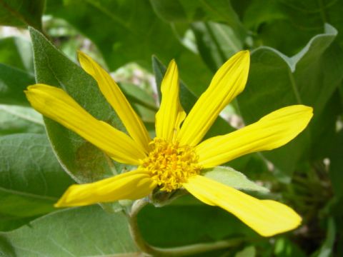 1986 Ford Bronco - A close-up of a yellow wildflower with green foliage in the background. A website watermark is visible in the lower right corner.