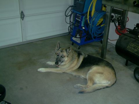 1989 Ford Bronco - A German Shepherd rests in a garage next to welding equipment and an air compressor.