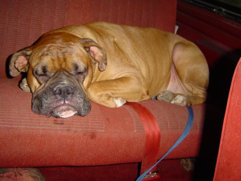 1989 Ford Bronco - Sleepy dog goin home
