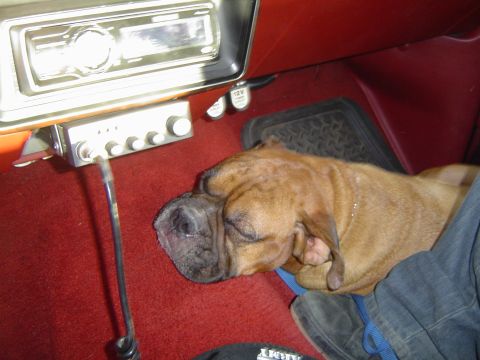 1989 Ford Bronco - A dog naps inside a vehicle, resting near the dashboard and a CB radio.